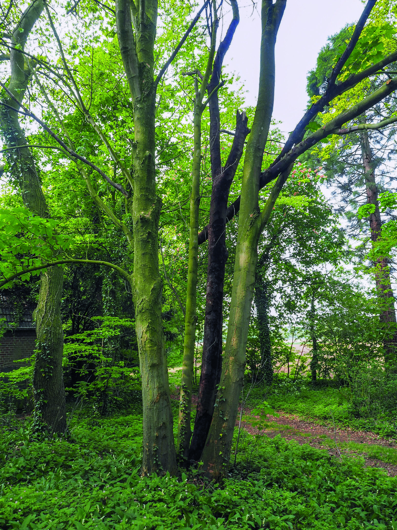 Figure 2. Maple infected with sooty bark disease. (© Henry Kuppen)