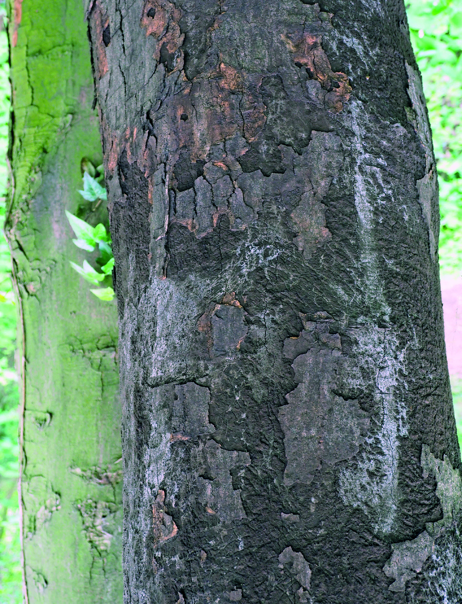 Figure 4. Sooty bark disease spores on a stem. (© Henry Kuppen)