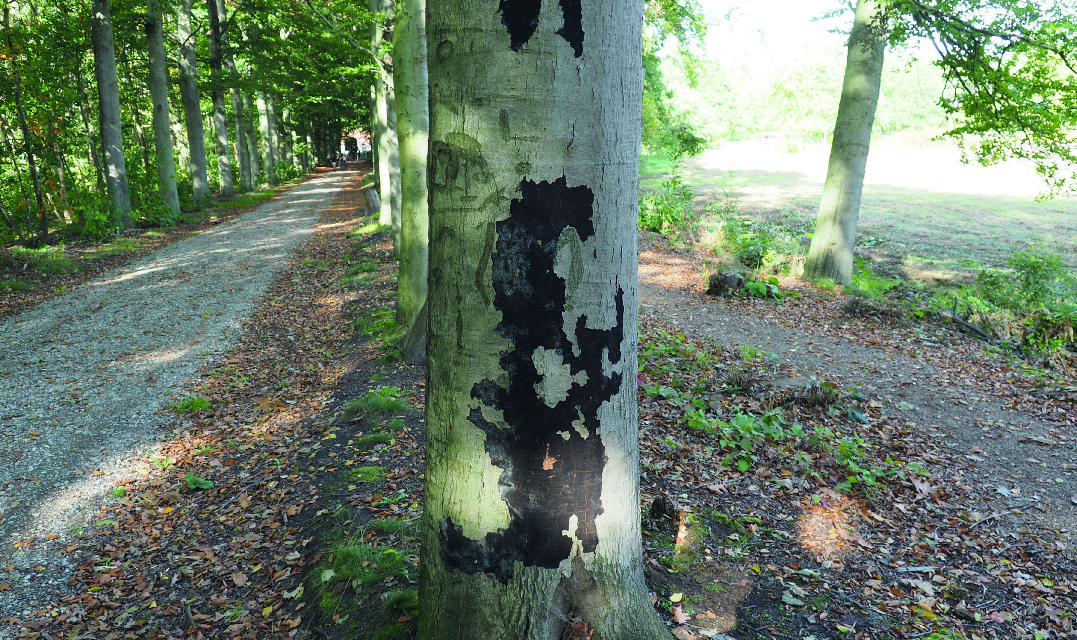 Figure 5. Strip canker Eutypa spinosa on beech. (© Henry Kuppen)